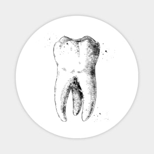 Human tooth Magnet